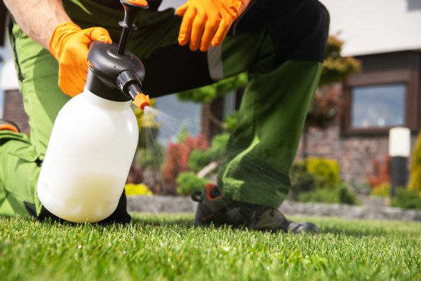 Caucasian Men Fighting Grass Lawn Weeds by Spraying Chemicals.