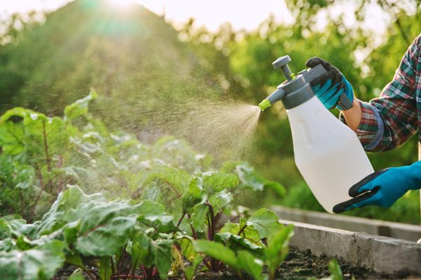Close-up of hands with sprayer, spraying beet plants on wooden raised bed box, outdoor. Plant protection from fungal diseases infections, insect control, foliar fertilizers to increase yield