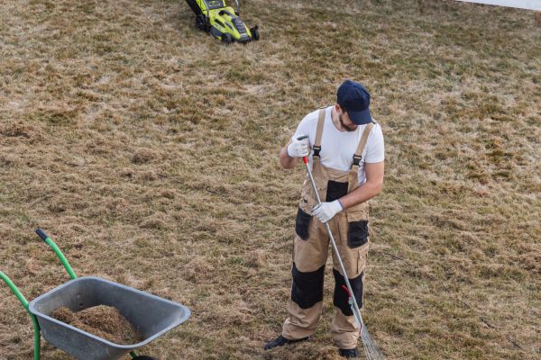 Scarifying lawn with a rake and scarifier, Man gardener scarifies the lawn and removal of old grass