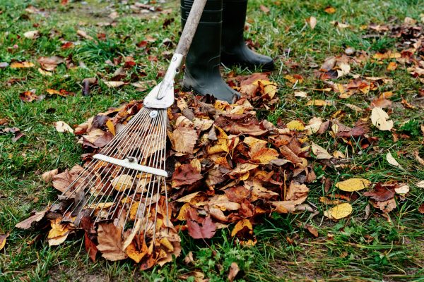 Woman raking pile of fall leaves at garden with rake. Autumn yard work